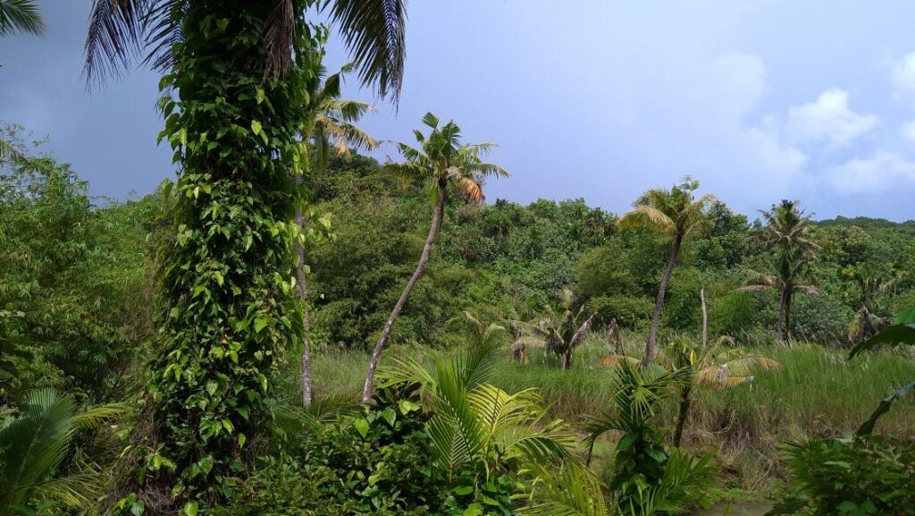 ジャングルの中を進む